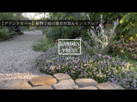 バラの茂みの根元にあるグランドカバーは何ですか?マルチの種類と技術の関連性  庭園