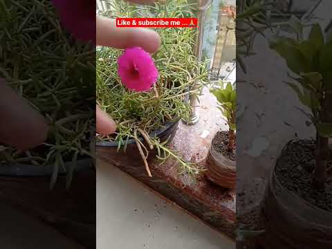 how to grow portulakca....? #gardening #plants #viral #viralshort #plantlover #flowerplant