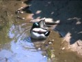 duck exploding.wmv