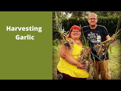 Harvesting Garlic zone 5