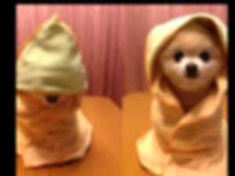 when will my life begin ''cute dog'' by Sherine M.