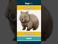 wombat - wombat video thumbnail