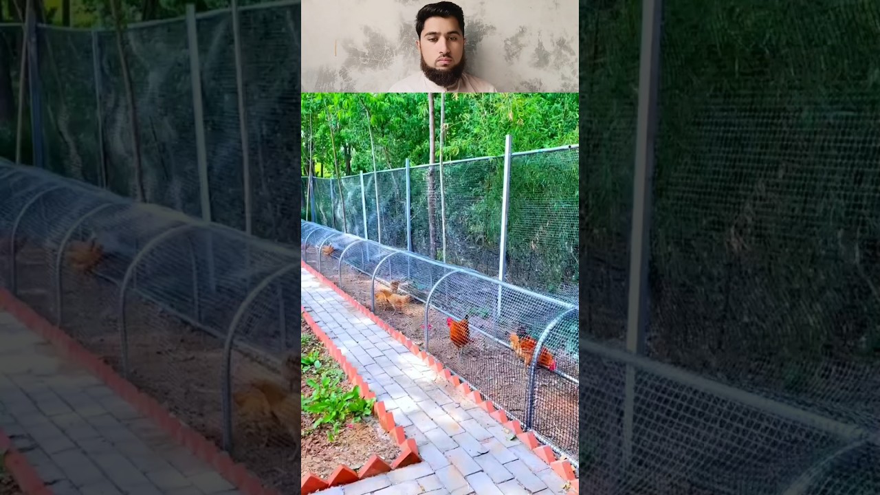 This Chicken Tunnel Setup Is GENIUS! 🐔✨#BackyardFarming #UrbanHomestead #ChickenLife #DIYFarm #viral