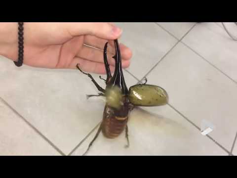 Giant beetle sounds like a jackhammer