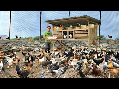 Make Money in Raising Native Chickens! Reasons Why It's Good to Invest in Native Chicken Farming!