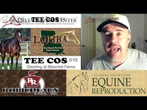 2015 Evangeline Downs QH Report: Ep 4