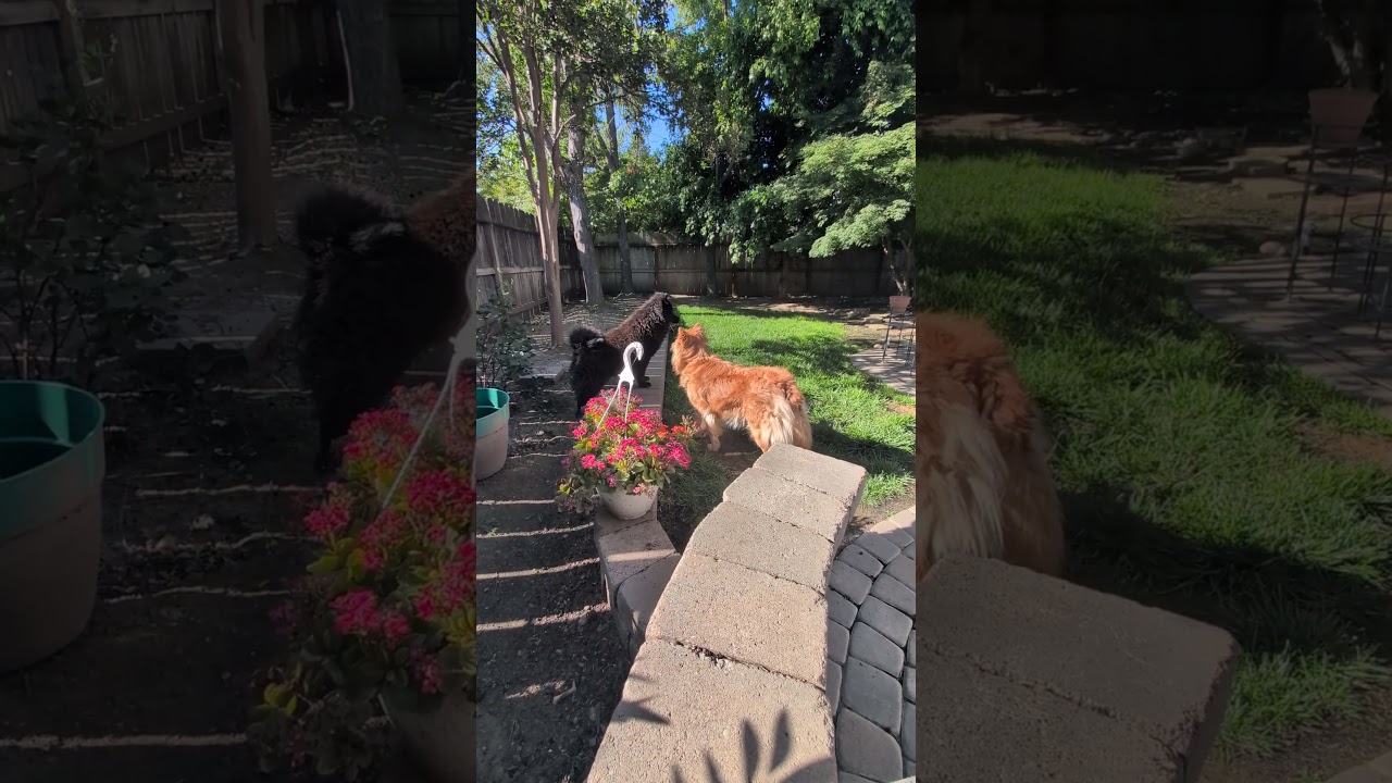 Jet, a ADOPTABLE mixed breed in Sacramento, CA video 5/6