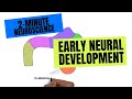 2-Minute Neuroscience: Early Neural development