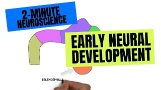 2-Minute Neuroscience: Early Neural development