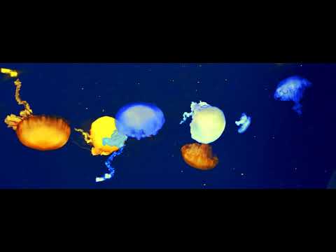 Video thumbnail for ​San