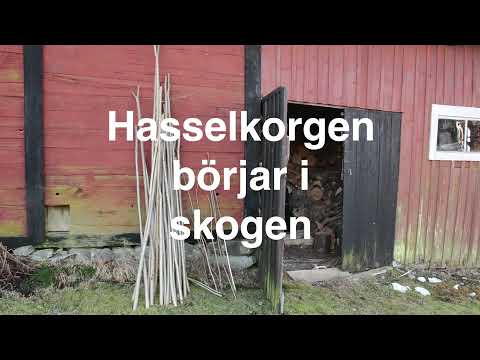 Hasselkorgen börjar i skogen