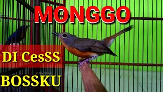 Download lagu Gaya tarung tledekan gunung betina pancing emosi tledekan jantan mp3 Download lagu Gaya tarung tledekan gunung betina pancing emosi tledekan jantan mp3