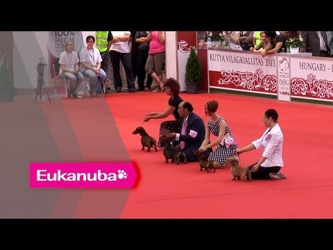 World Dog Show 2013 - Group IV Judging