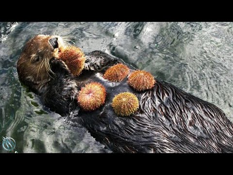 🦦 SEA OTTER ─ Don't Let His Cuteness Fool You! 🦦