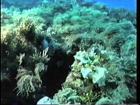 Hunters - Rulers Of The Deep