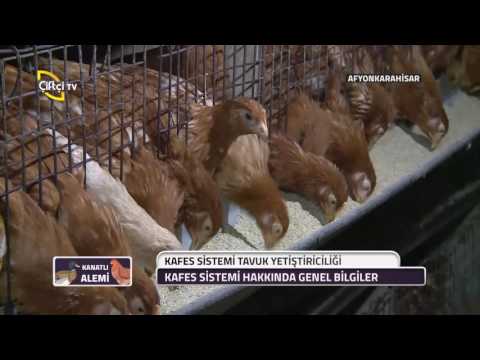 Kanatlı Alemi-Kefes Sistemi Tavuk Yetiştiriciliği