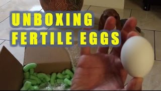 UNBOXING **World's Smallest Chicken Eggs** Serama Breed