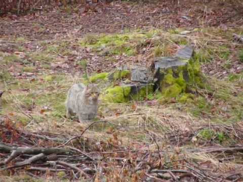 Wildkatze 28.12.12 Höhenschneise Revier Rinzenberg..MOV