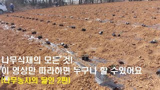 2편//초보도 쉽게 배우는 나무식재방법(feat.나무달인)
