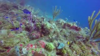 JoCo Cruise 2016 St Thomas SCUBA