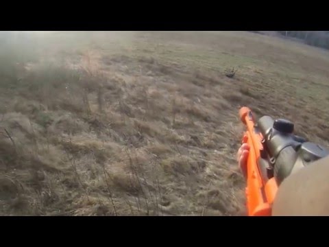 Driven hunt - Fallowdeer