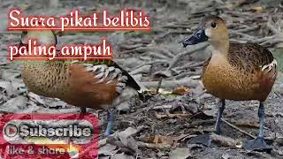 Download lagu suara pikat burung belibis.#SuaraPikat #BurungBelibis #BirdWatching mp3