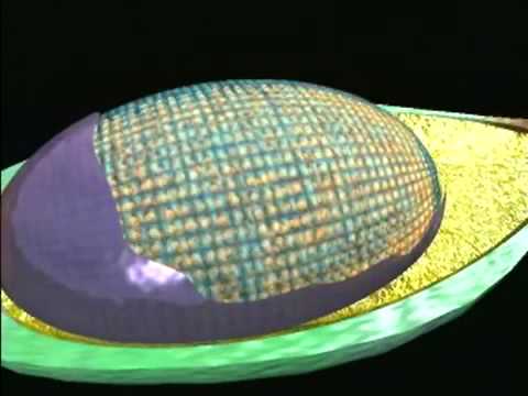 Ciclo Reprodutivo dos Pinheiros - Gimnospermas