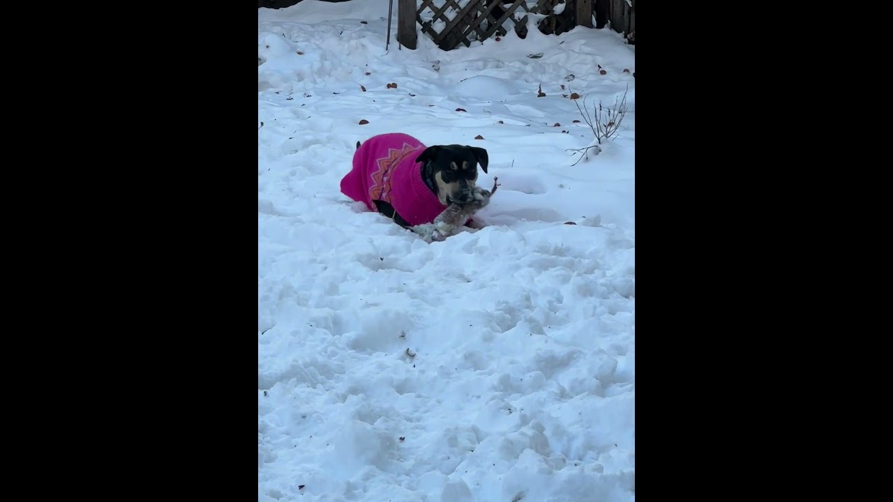 Lillie, a Adoptable mixed breed in Chicago, IL video 6/6