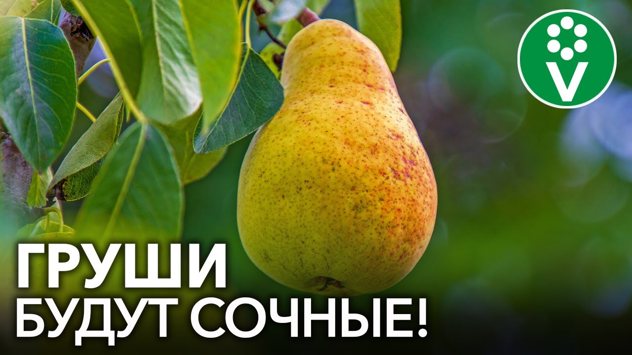 Правила защиты груши от болезней и вредителей