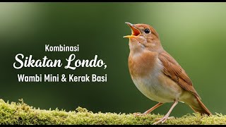 Download lagu 🎶 Masteran Mewah Kombinasi Sikatan Londo, Wambi Mini & Kerak Basi – Bikin Burung Semakin Cerdas! mp3 Download lagu 🎶 Masteran Mewah Kombinasi Sikatan Londo, Wambi Mini & Kerak Basi – Bikin Burung Semakin Cerdas! mp3