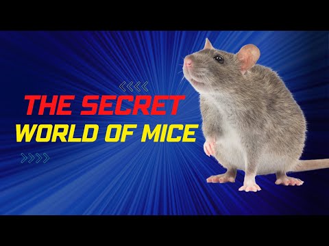 The Secret World of Mice