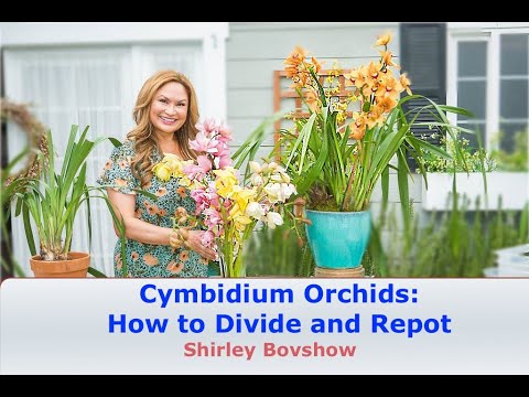 , title : 'Cymbidium Orchid Care: HOW and WHEN to Divide and Repot Cymbidiums! 😀 Shirley Bovshow'