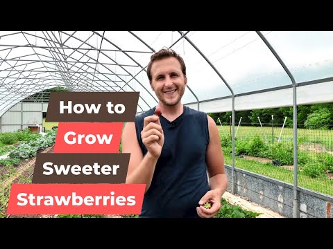 How to Grow Sweeter Strawberries (When to Pick)