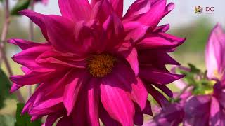 Daly College Video