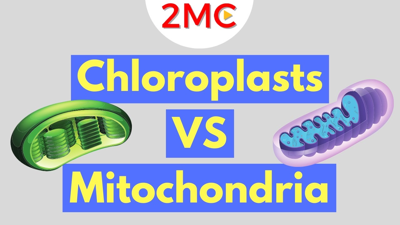 What is the importance of the double membrane in mitochondria?