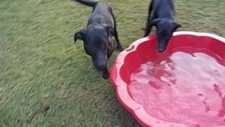 Daisy und Demmy Video 4