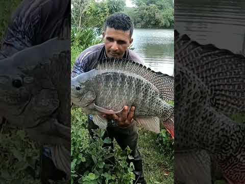 4kg😍 gift tilapia.. #fish #farming #meenavan #Orenamemtal #reels #kkkmeenavan #மீன்