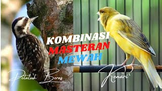 Download lagu MASTERAN BURUNG MURAI KOMBINASI MASTERAN PELATUK BERAS DAN KENARI GACOR I SPEED RAPAT mp3