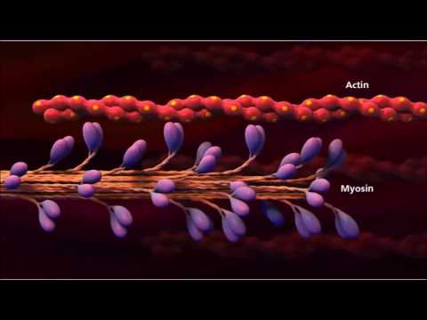 3. Muscle contraction  detail Concept   Cell Biology