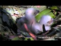 Sea Eagle 15 08 14 13 15 37 Fighting Sleep Yawn