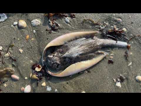 A trip to the beach 2021 flog(2)