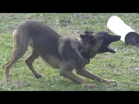 MALINOIS qui ABOIE