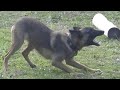 MALINOIS Qui ABOIE