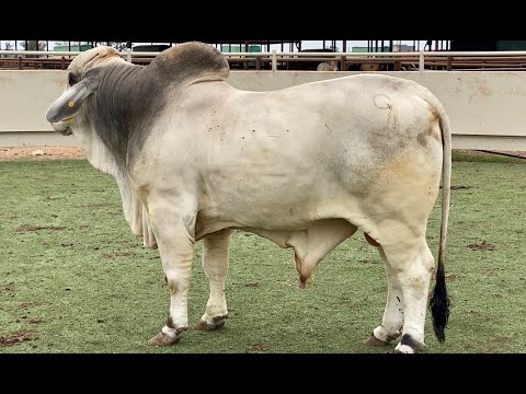 Lot #596 Brahman Bull