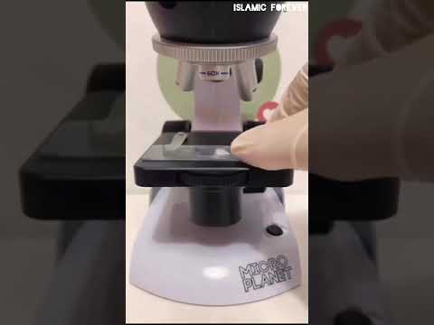 Dog vs Cat Saliva which one is contagious|| #dog #cat #islam #shortvideo  #viral #saliva #hadith