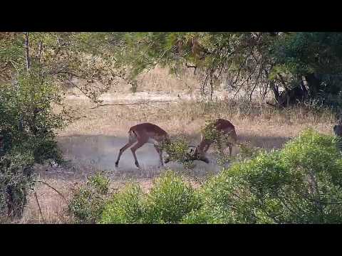 Djuma: Impala rams sparring - 14:30 - 05/24/19