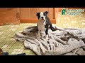 Boston Terrier dogs for sale: Jasmine - Video 1