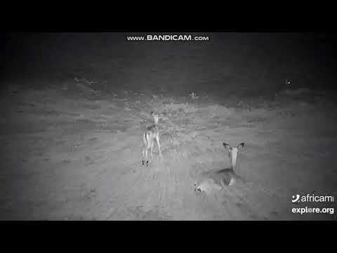 A young impala is curious about a scrub hare hopping by.  EXPLORE.org 12/03/20