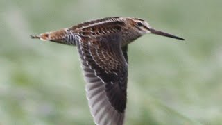 Download lagu Burung Berkik pekung cocok untuk mikat#pekung#Berkik#burungsawah mp3 Download lagu Burung Berkik pekung cocok untuk mikat#pekung#Berkik#burungsawah mp3