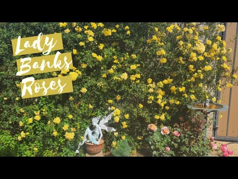 Lady Banks Rose Blooms; Springtime in the Desert